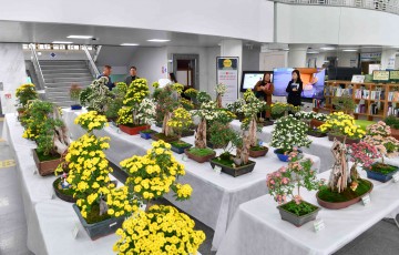 [포토] 장성군청에 국화꽃이 피었습니다!