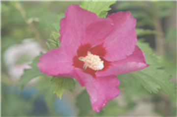 부산 다대포에 물결치는 무궁화… ‘나라꽃 무궁화 전시회’ 개최