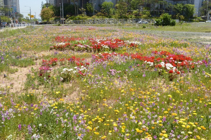 순천 해룡 신대지구 봄꽃‧야생화로, 시민 눈길 사로잡아