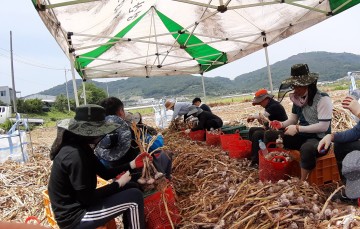 농촌일손돕기‘한마음으로 구슬땀’