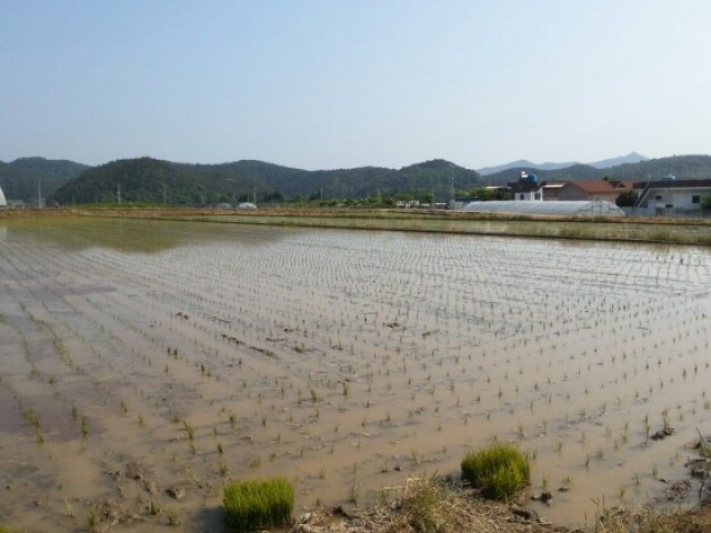 풍년 기원 관내 첫 모내기