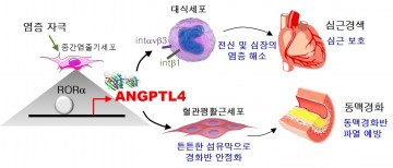 전남대 안영근 교수팀, 동맥경화 치료 기술 개발  