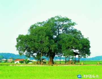 예천군, 보호수와 노거수 일제 점검 실시