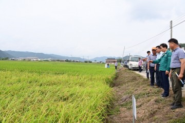 고품질 벼 비교전시포 사업 고령군 평가회 개최