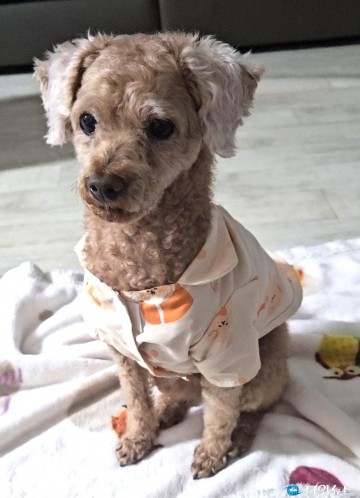 전남대동물병원, 혈액투석 50례 달성…생존율 62.5%↑   