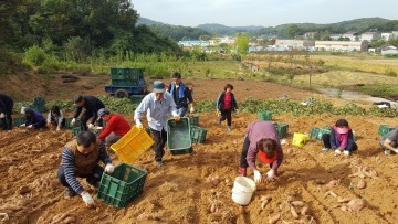 운천신봉동 직원 주민자치위원  20여명 남이면 농가 방문하여 고구마 캐기 등 일손도와