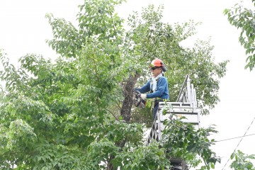청송군, 생활권 주변 재해 위험목 정비 착수