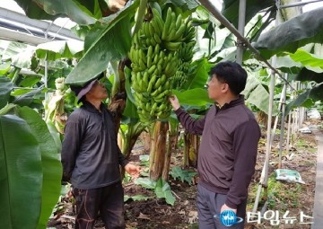 제주 표준화된 바나나 재배기술 책자 보급