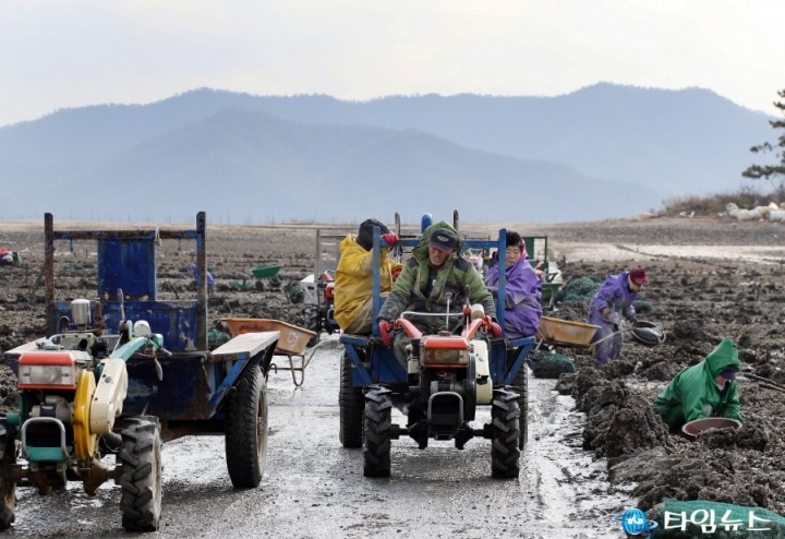 강진군, 바다의 완전식품 석화 따는 어민들