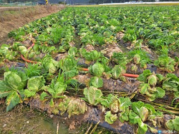 충북농업기술원, 가을배추 안정 수확 총력… 무름병 확산 ‘진정세’