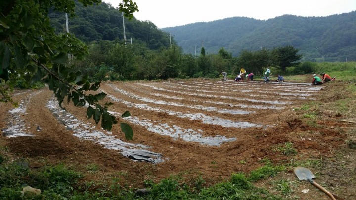 명정동공동체운동추진위원회 공동체 텃밭 조성