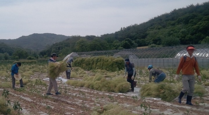 축산면직원, 메마리 채종농가 찾아 봉사활동 펼쳐