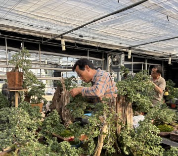 함평군, 대한민국 국화동호회 국향대전 막바지 준비