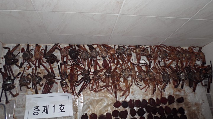  울진경찰서, 게장을 담궈도 처벌받을 수 있다!! 