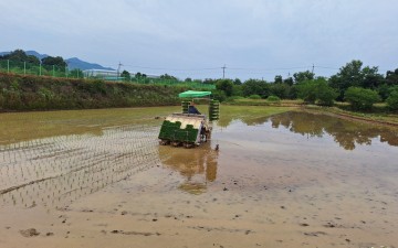 김천시, 가루쌀(바로미2) 재배 본격화