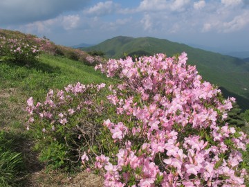 단양소백산 철쭉꽃 이번 주 만개로 절정에 이른다.