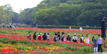 경주 동부사적지 첨성대 주변 양귀비·금영화로 물들다