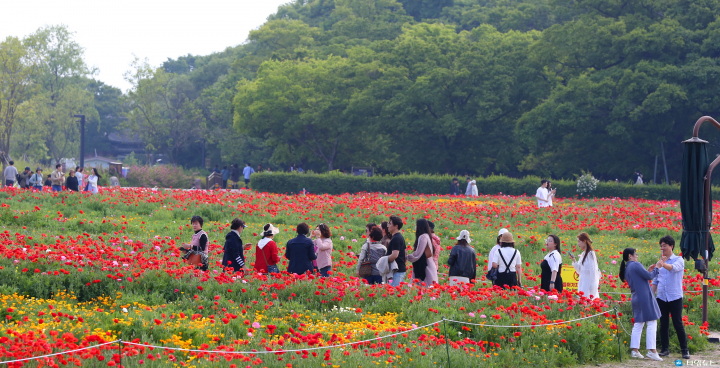 경주 동부사적지 첨성대 주변 양귀비·금영화로 물들다