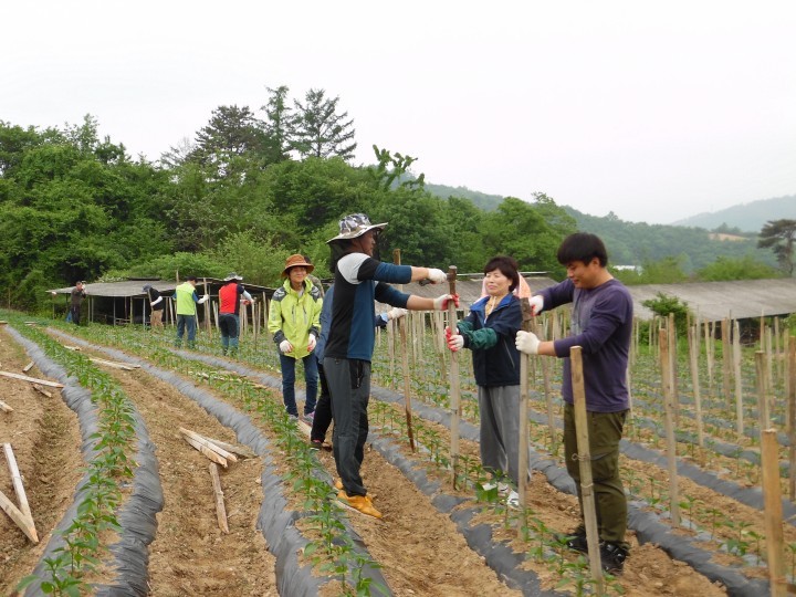상전면․안전재난과 농촌일손돕기 ‘구슬땀