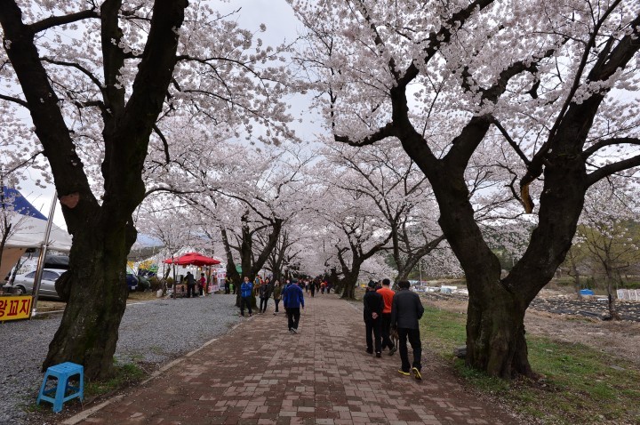 달라진 작천정 벚꽃축제
