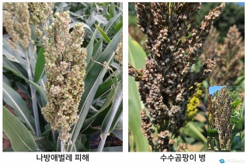 충북농업기술원 “수수 병해충 확산 우려…철저한 공동 방제 필요”