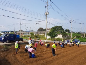 군산시 미성동, 지난 7일 ‘사랑의 김치 나눔’ 위한 배추모종 심어