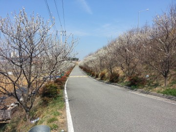 구미 살구나무 거리에도 봄이 오나 봄