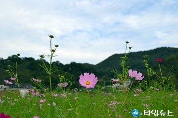 대전 대덕구, ‘장동계족산 코스모스 축제’ 성황리 개최