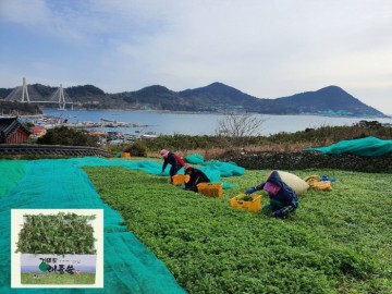 여수시, 거문도 해풍쑥 18일 부터 출하 