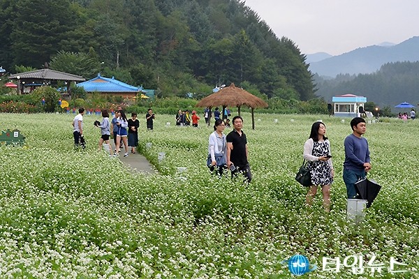하얀 메밀꽃 흐드러진 봉평…‘효석문화제’ 열려 