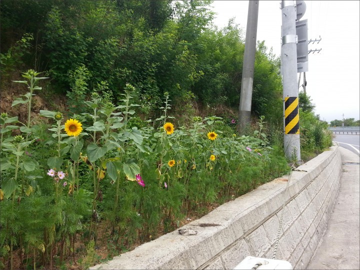 남해군 삼동면, ‘해바라기 꽃 만발’