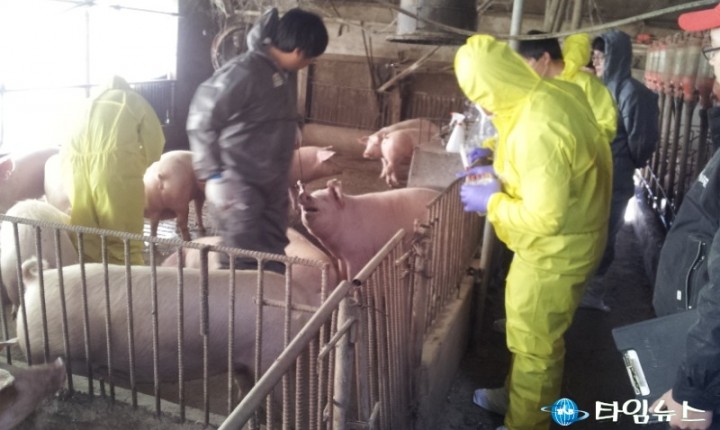 포항시, 구제역․AI차단 방역 고삐 더 죈다