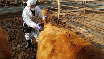 세종시, 구제역 백신 긴급 접종…2만6465마리 대상