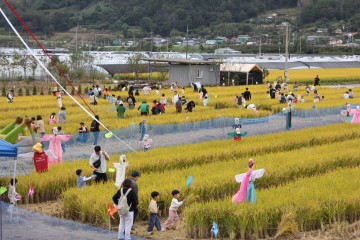 2024 성주가야산 황금들녘 메뚜기축제 개최