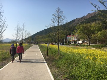 노란 물결 넘실~’논공 F.B.G.(Flower-Biotope-Garden)단지 유채꽃 개화