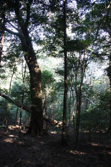 [독자기고]세계적으로도 진귀한 상록활엽수 원시림이 있는 쓰시마 다테라야마(龍良山)에 오르다.