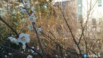 [포토] 도심 속 봄이 오는 소리, 매화가 활짝 피어 