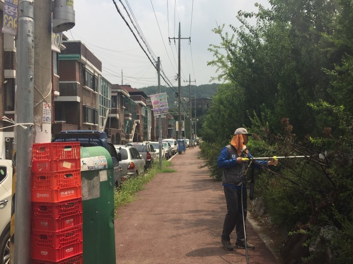 광명시, 미국선녀벌레 퇴치 위해 주택가 방역
