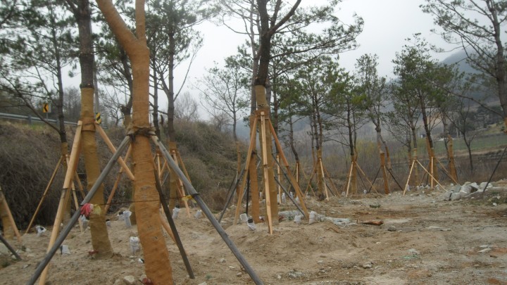 거창군, 감악산 소나무에 새로운 보금자리 마련