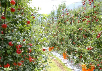 충주시, 20여억 원 투입해 ‘명품 사과’ 부활 시동