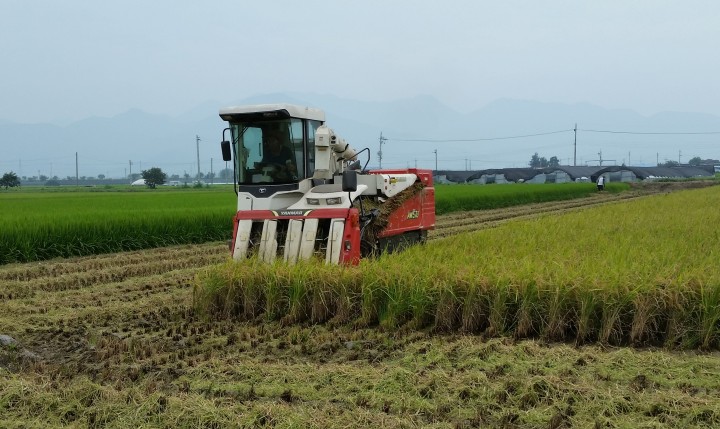 담양군, 대숲맑은 조기햅쌀 생산단지 본격 ‘수확’