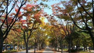 대전 서구, ‘보라매공원 가로수 길’ 가을 정취 물씬!