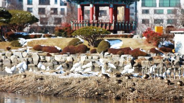 서산중앙호수공원, 천연기념물도 찾는 도심 속 생태공원으로