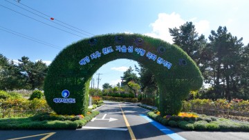 치유의 섬 완도’에 국화 3만 송이 피어나다