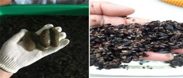전북수산기술연구소 해삼·홍합 종자 52만마리 방류