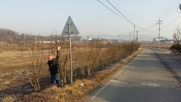 손병희선생 유허지 도로변 무궁화 전지사업