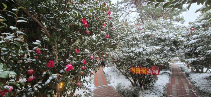 신안 ‘섬 겨울꽃 축제’, 4천만 송이 애기동백 향연 마무리