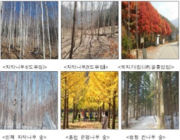 강원도산림과학연구원 산림자원 가치가 높은 수종 시험·연구 지속 추진