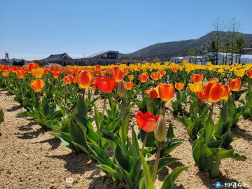 안동포타운 튤립 축제 개최