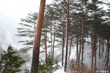 울진 금강소나무숲길 한국관광100선 지정